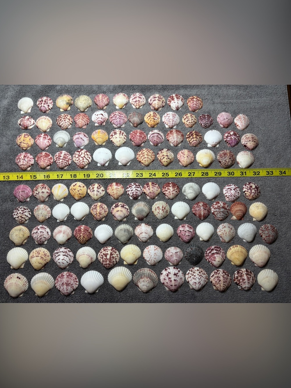 110 - Sanibel Island Scallop Seashell Collection.  Great for crafters.